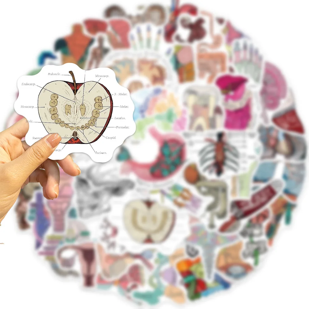 50Pcs Cartoon Human Body Organ Stickers Waterproof Sticker Anatomy Map Decals for Water Bottle Laptop Luggage Phone Kids Toys