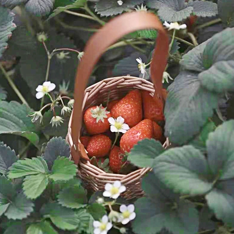 

Rattan Storage Basket with Handle Portable Flower Candy Egg for Home Garden Decoration Wedding Flower 40JC