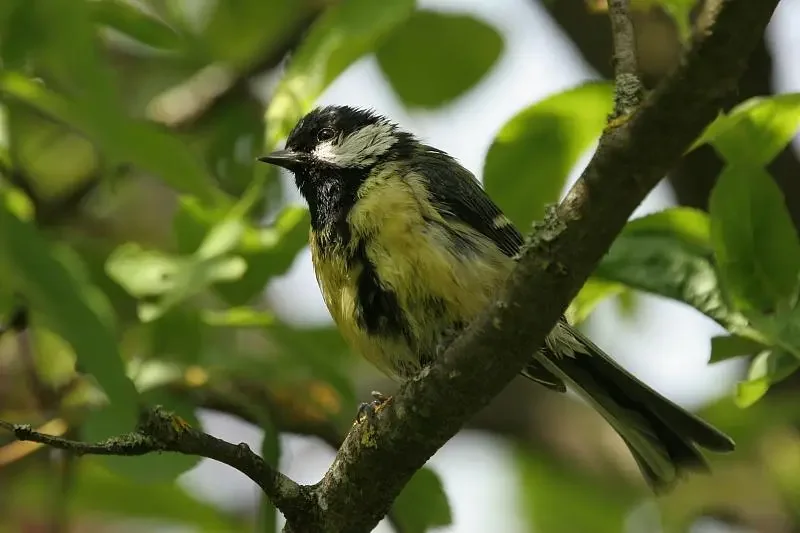 

BETAFPV Aquila16 FPV Brushless Racing Frame - Quadcopter Accessory