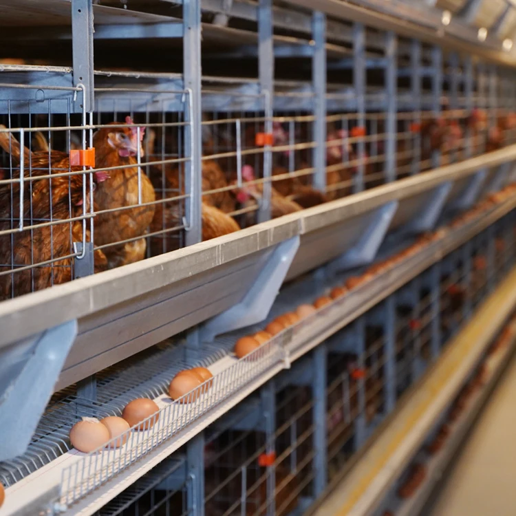 

1000 куриных клетков, 10000 слоев, фермерская клетка для птиц на продажу, 120-слойная клетка для курицы на продажу в Нигерии