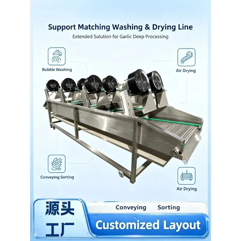 Customized Hot Sale Garlic Sorting and Peeling Integrated Line Stainless Steel Garlic Clove Separator Machine