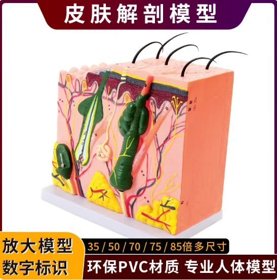Three-dimensional skin tissue structure hierarchical enlarged anatomical model medical teaching scalp hair physiological structu