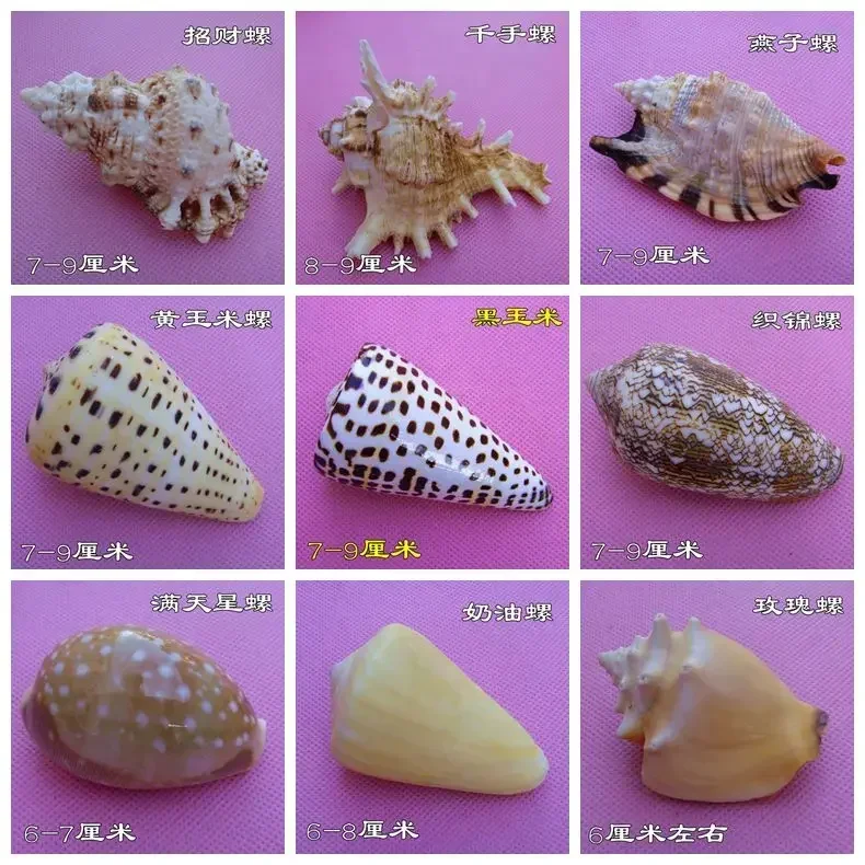 Conch Shells, Starfish, Home Decorations, Fish Tank Decorations, Mediterranean Style Floor Landscaping