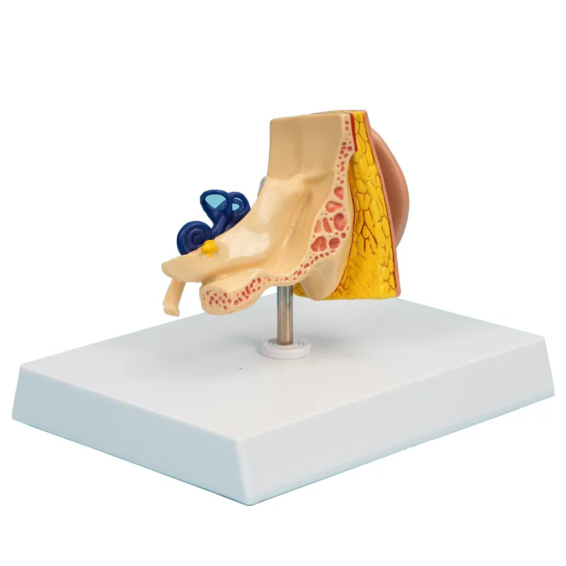 

Simulated human ear model, human ear anatomy model