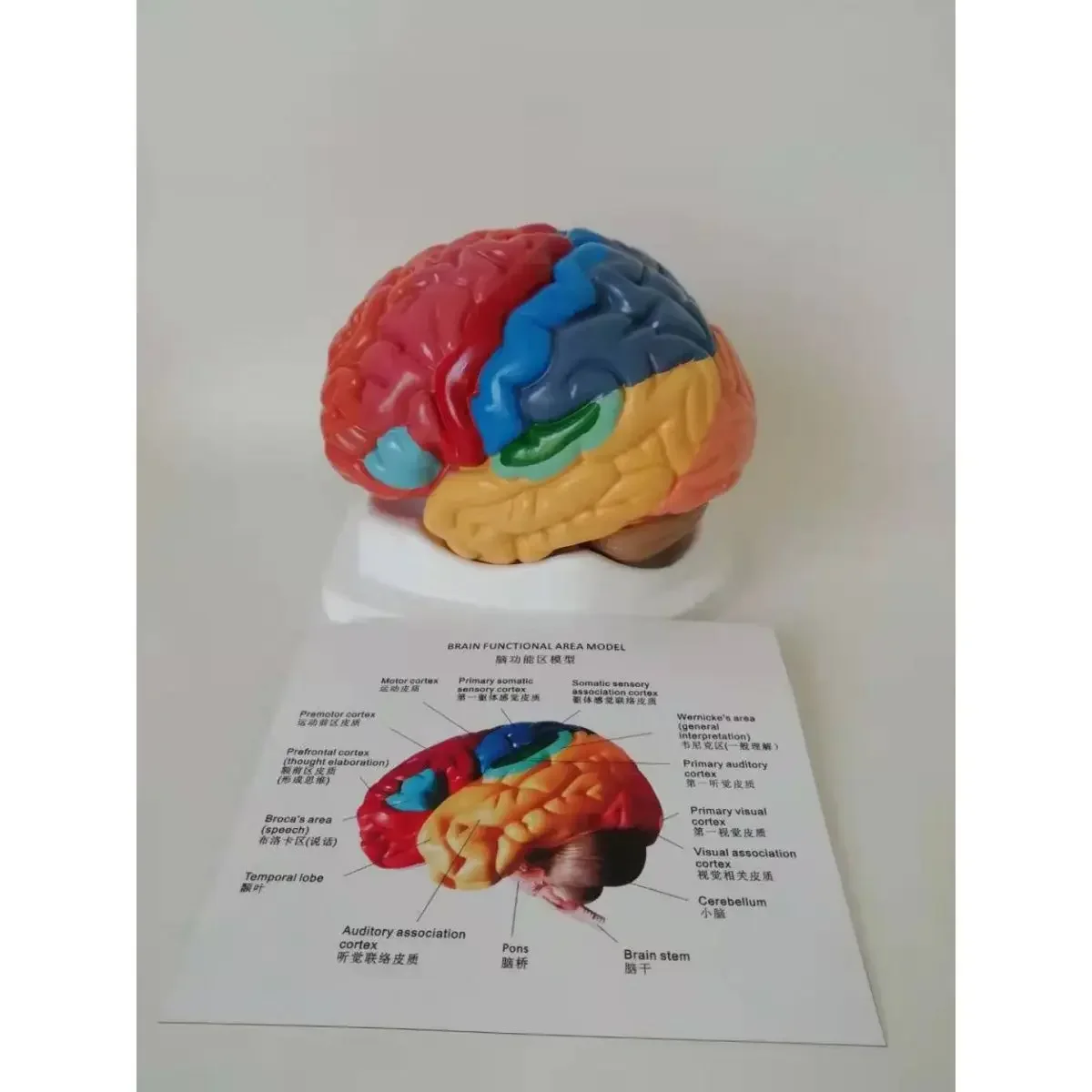 Anatomical Model of The Human Brain, Color Division Functional Area, Functional Area, and Cerebral Artery Model