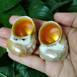 2 PCS Carved Turbo Shells Orange Mouth Turbo Petholatus Hermit Crab Seashell Collection Coastal Home Decor Accent Vase Filler