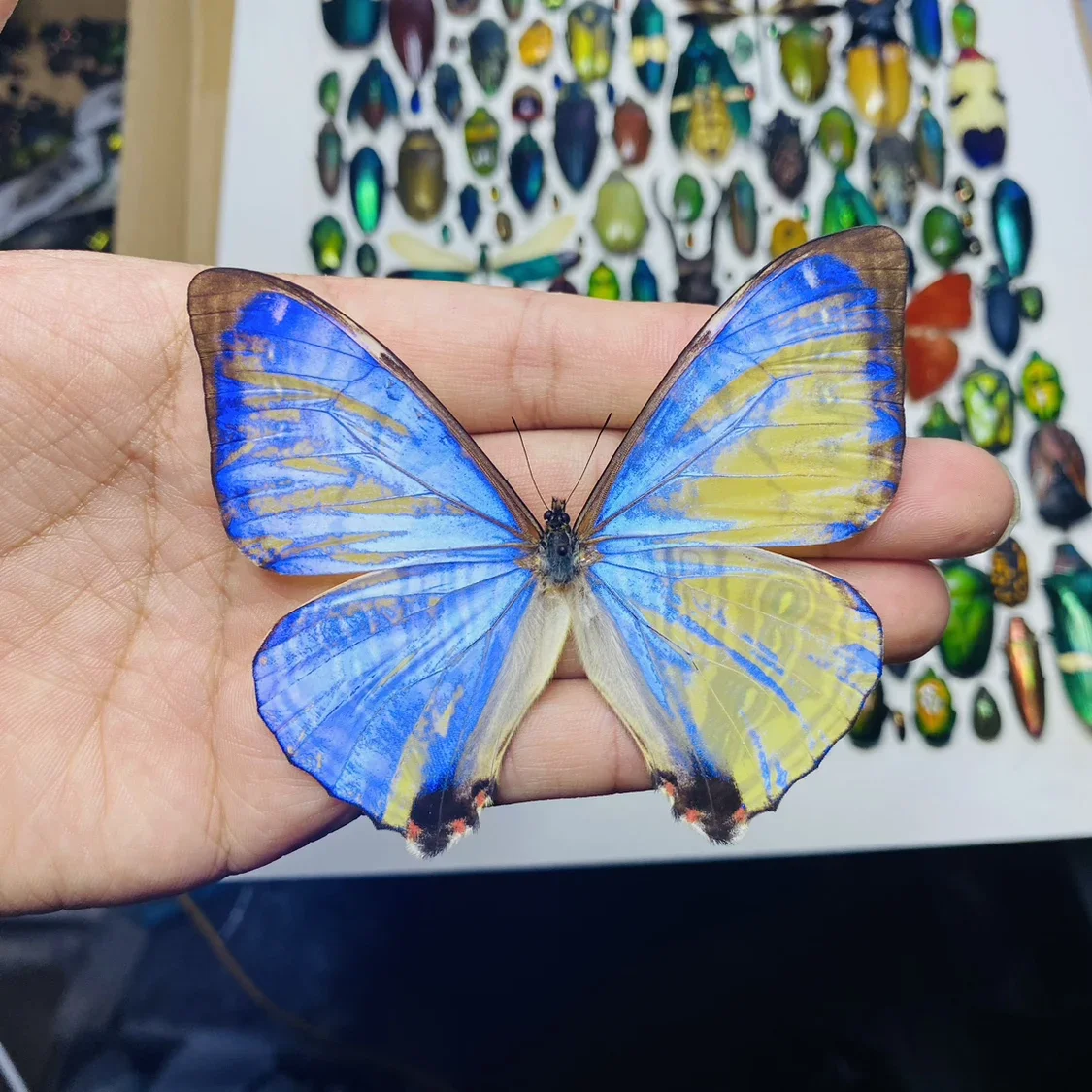 

1PC Real Butterfly Specimen Natural Colorful Education Teaching Home Decor Artwork Material Gift Ornament DIY