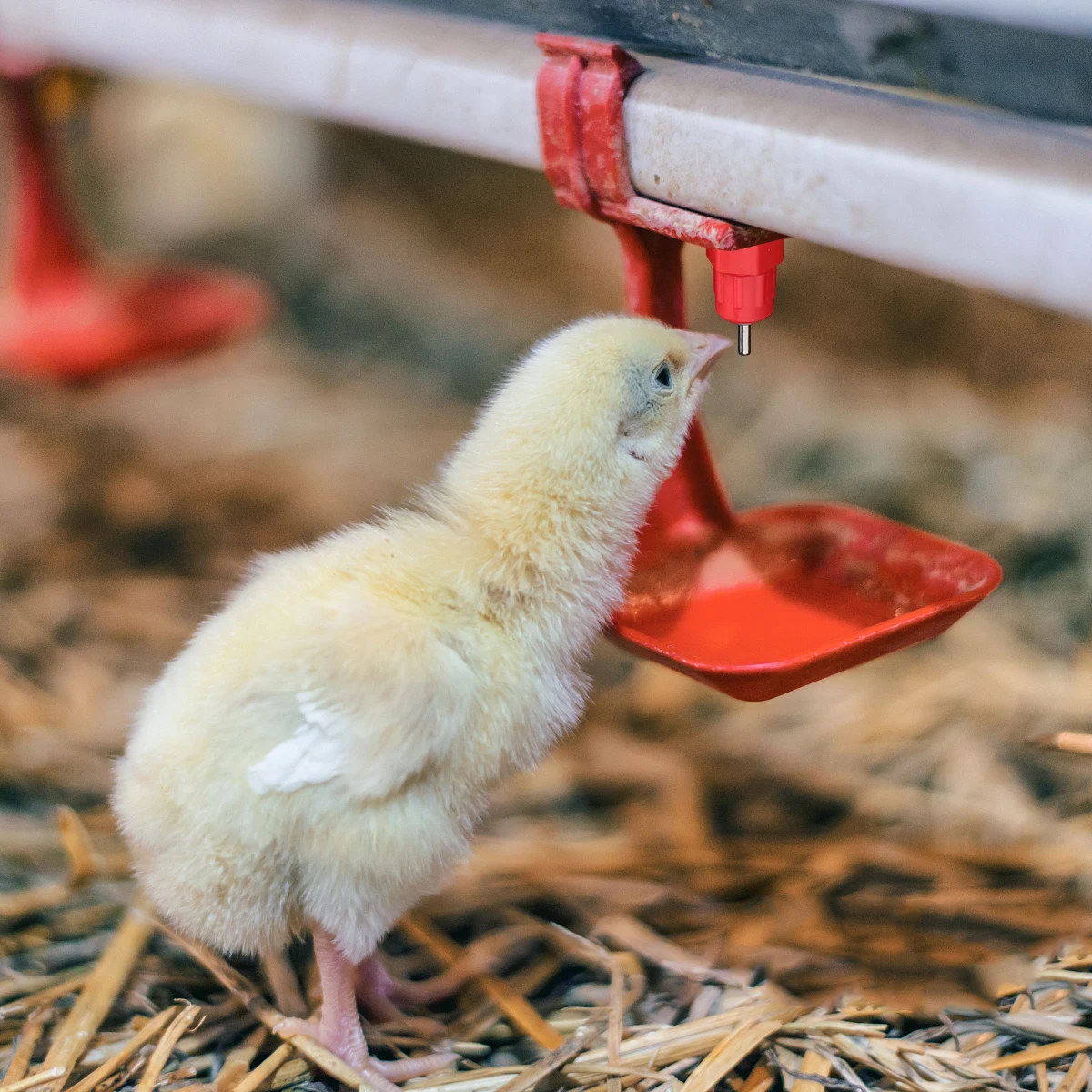 

20Pcs Automatic Chicken Water Fountain Durable Plastic Steel Drinkers for Breeders Layers Ducks Poultry Use