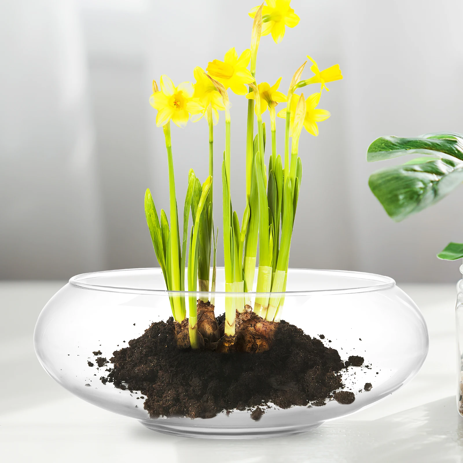 

2Pcs Clear Glass Bowls Fish Bowls Round Vase Terrarium Table Multi-Use Decorative Plant Pot Fish Tank Observation Display