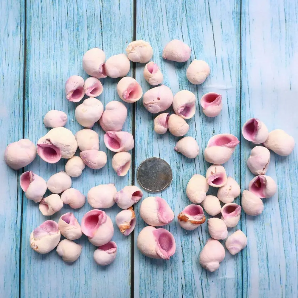 Unique Natural Sea Shells Conchs For Aquarium Fish Tank Decor Ocean Landscape Ornament Diy Art Craft Home Decoration