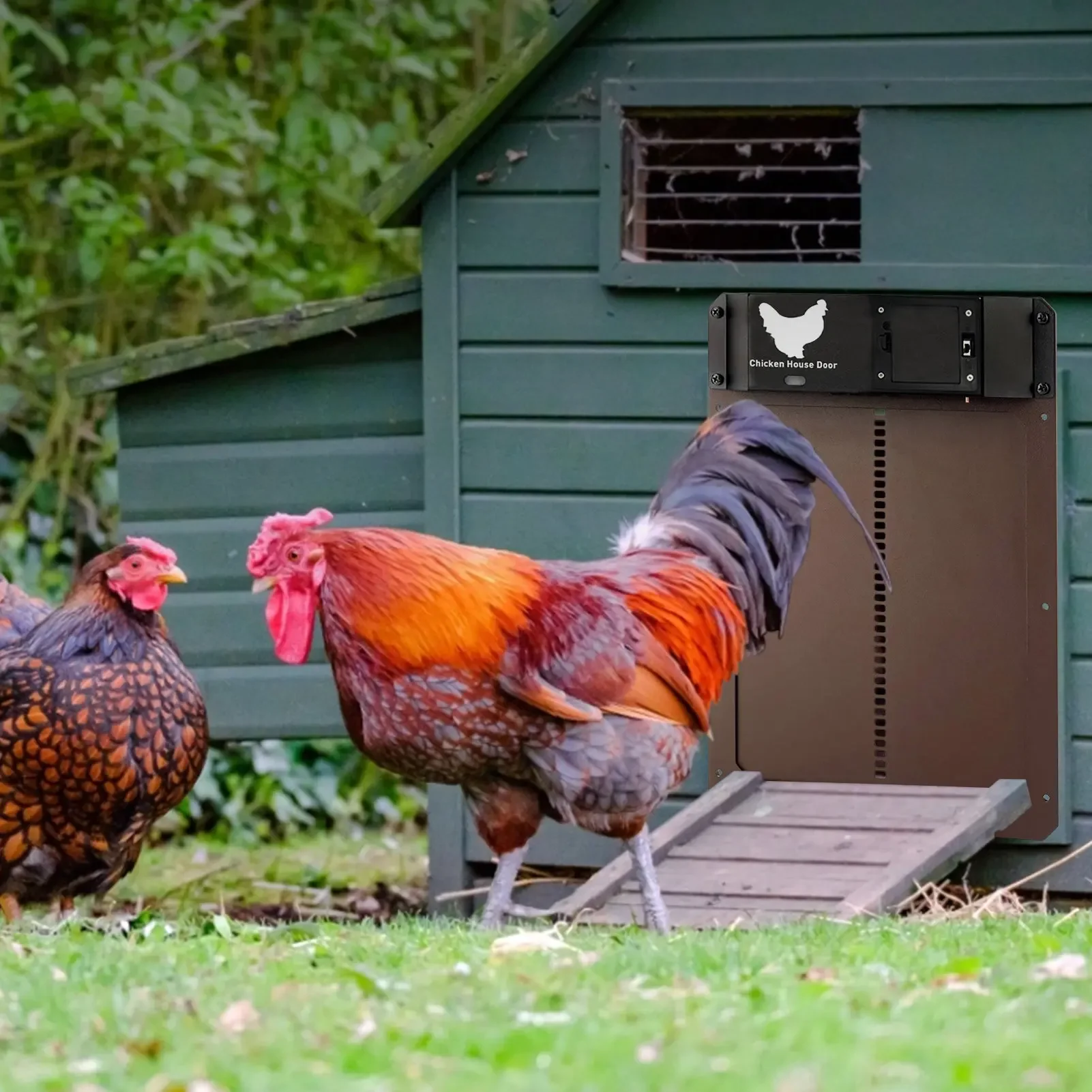 Abridor automático de puerta de aves de corral con detección de luz para puerta de gallinero