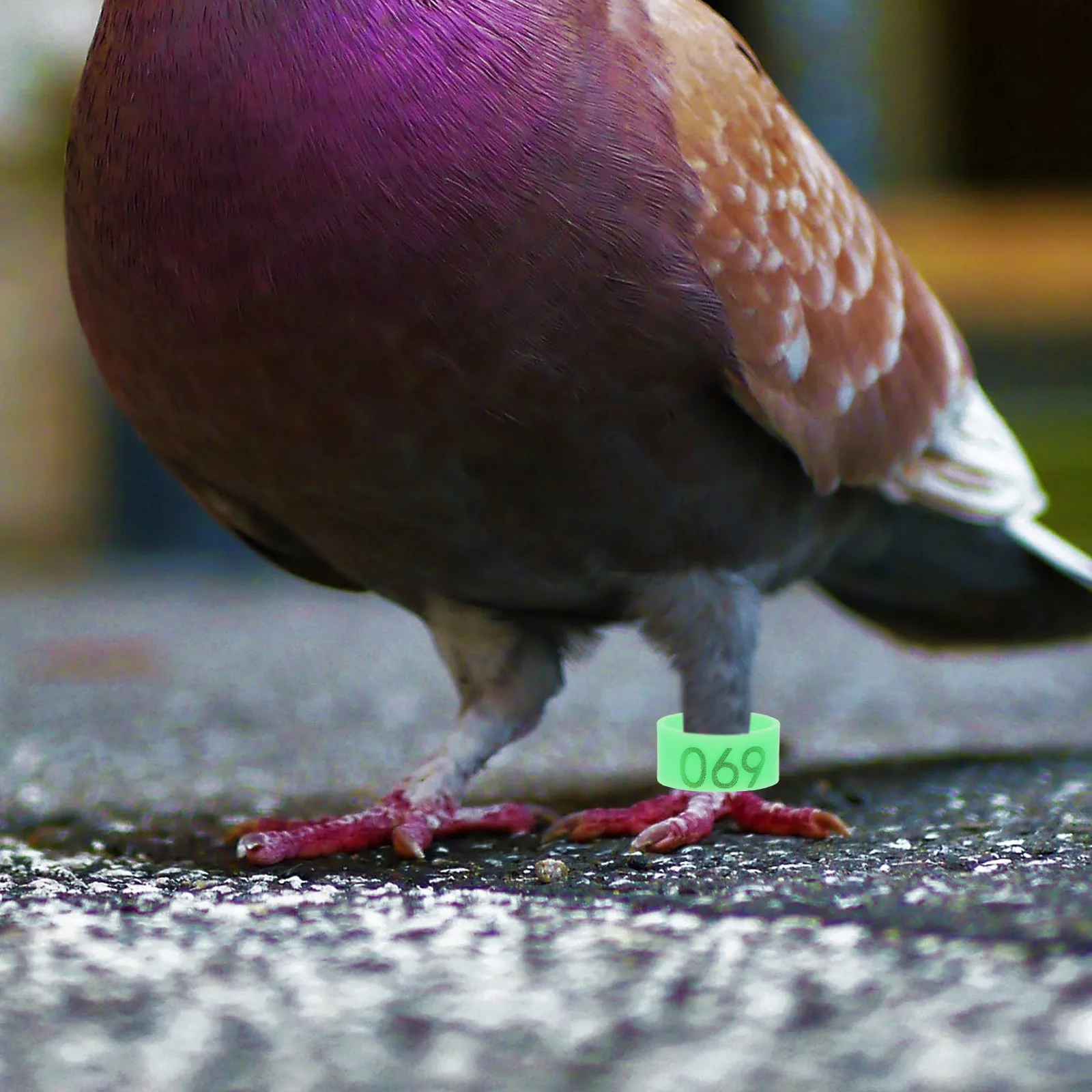 

100Pcs Pigeon Foot Rings Numbered Lightweight Plastic Leg Bands Easy Use Bird Identification Homing Pigeon Racing Bands