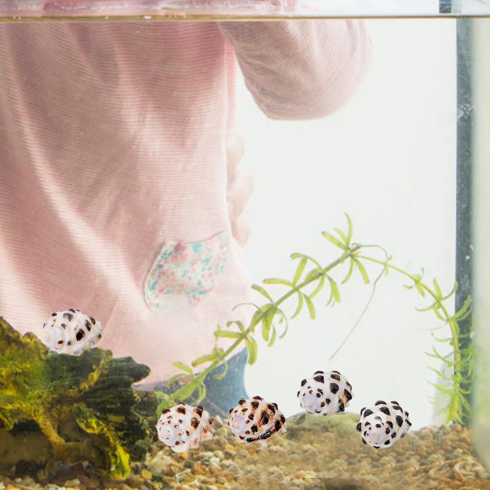 

5Pcs Natural Mini Conch Shells Decorations Fish Tank Aquarium Ornaments Beach Theme Craft Decor Sea Shells Natural