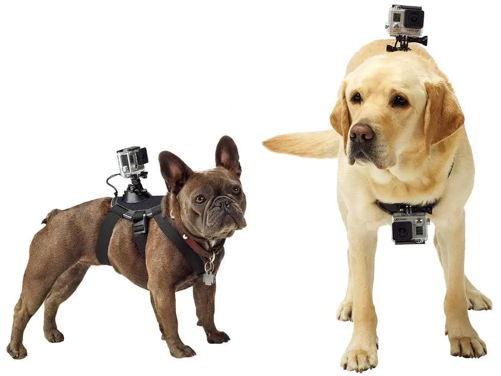 canine-belt