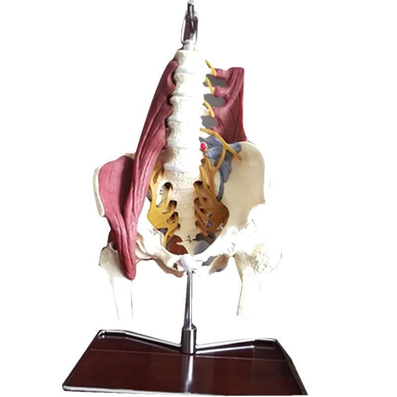 Human Skeleton Lumbar with Muscle Anatomical Teaching Model Pelvic Lumbar Disc Protrusion