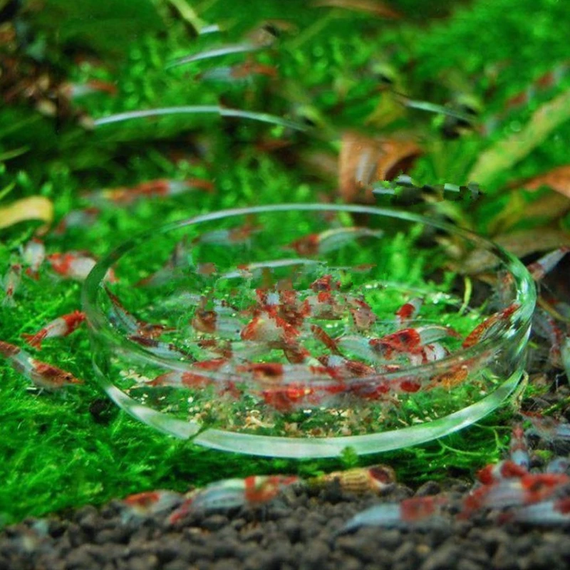 Shrimp Feeder High Transparent Glass Feeding Dish Fish for Tank Clear Bowl