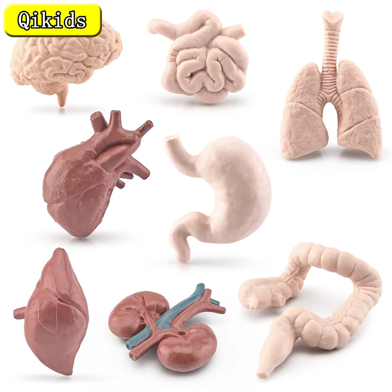 

Simulation Human Organs Body Torso Model Game Brain Heart Liver Stomach Kidney Teaching Tools Learning Educational Children Toys