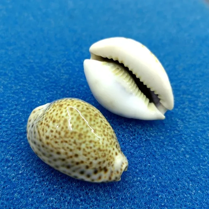 2 Pcs Natural EYED COWRIE Conch Seashell Rare Sea Shells Home Decoration Accessories Aquarium Decoration Shell Decoration Crafts