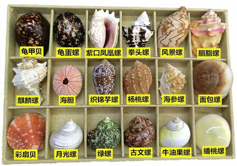 Shells Conches Natural Specimens Snails Starfish Gift Boxes Popular Science on Marine Life Hermit Crab Shell Replacement