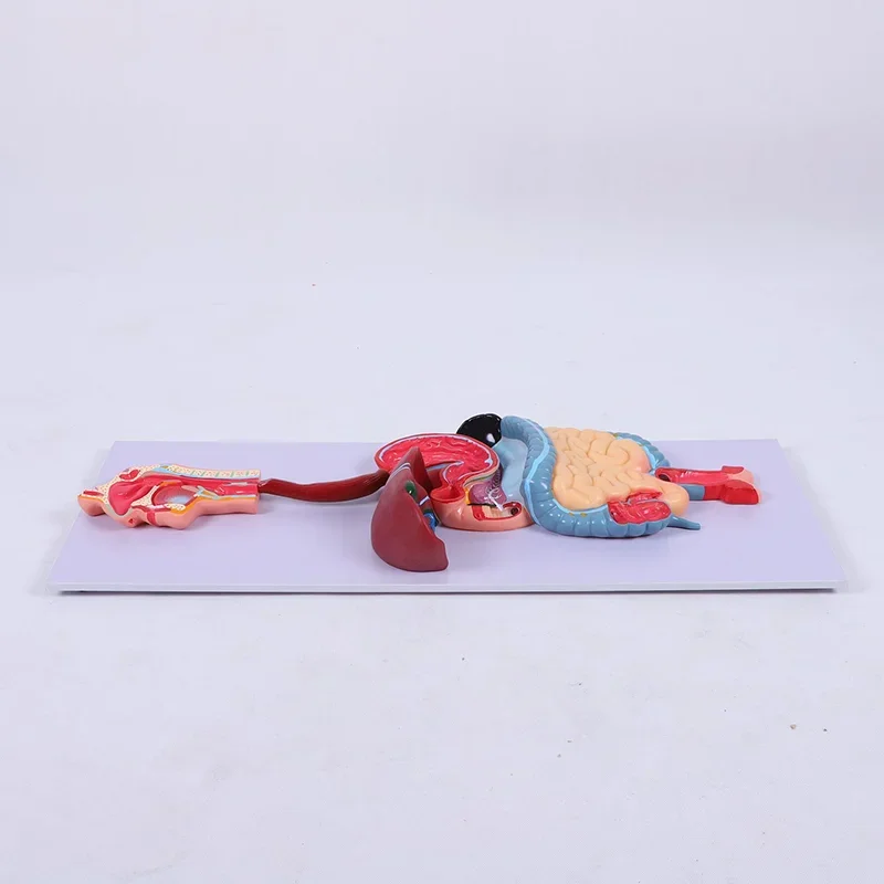 Life Size PVC 3D Anatomical Digestive System Model Medical Science Education Product