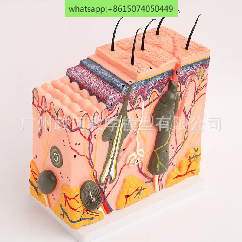 Enlarged anatomical model of human skin tissue structure for cosmetic surgery Stereoscopic skin model skin enlargement