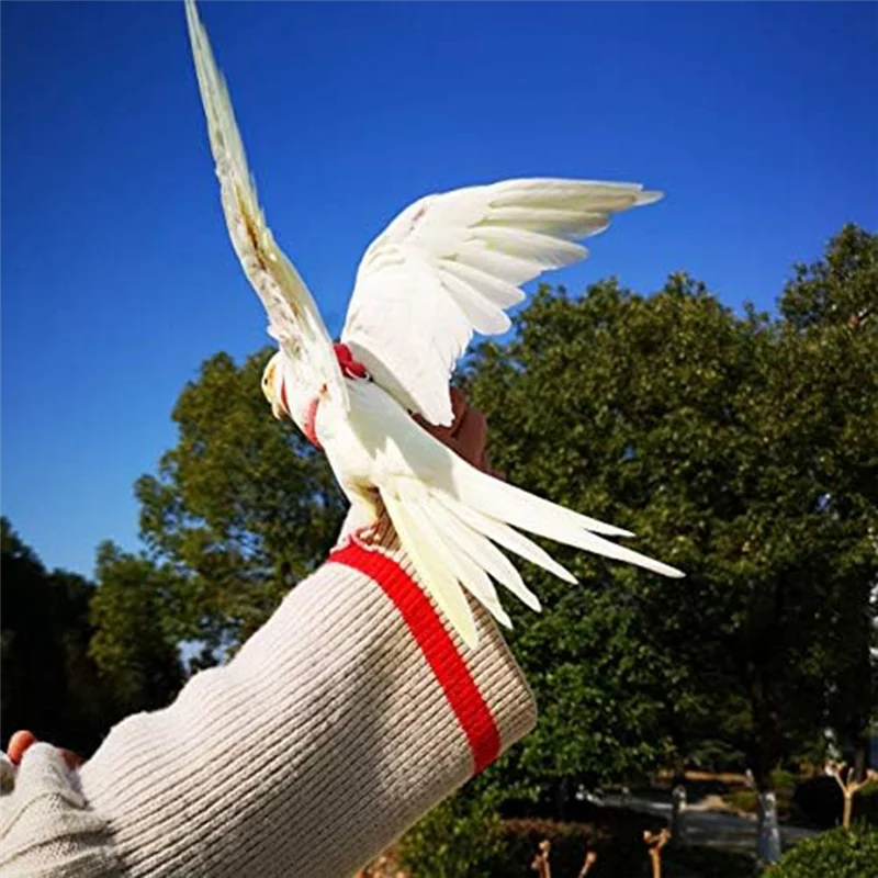 New User~Parrot Bird Harness Leash Outdoor Flying Traction Strap Flying Training Rope Kit for Bird Parrot -Black XS