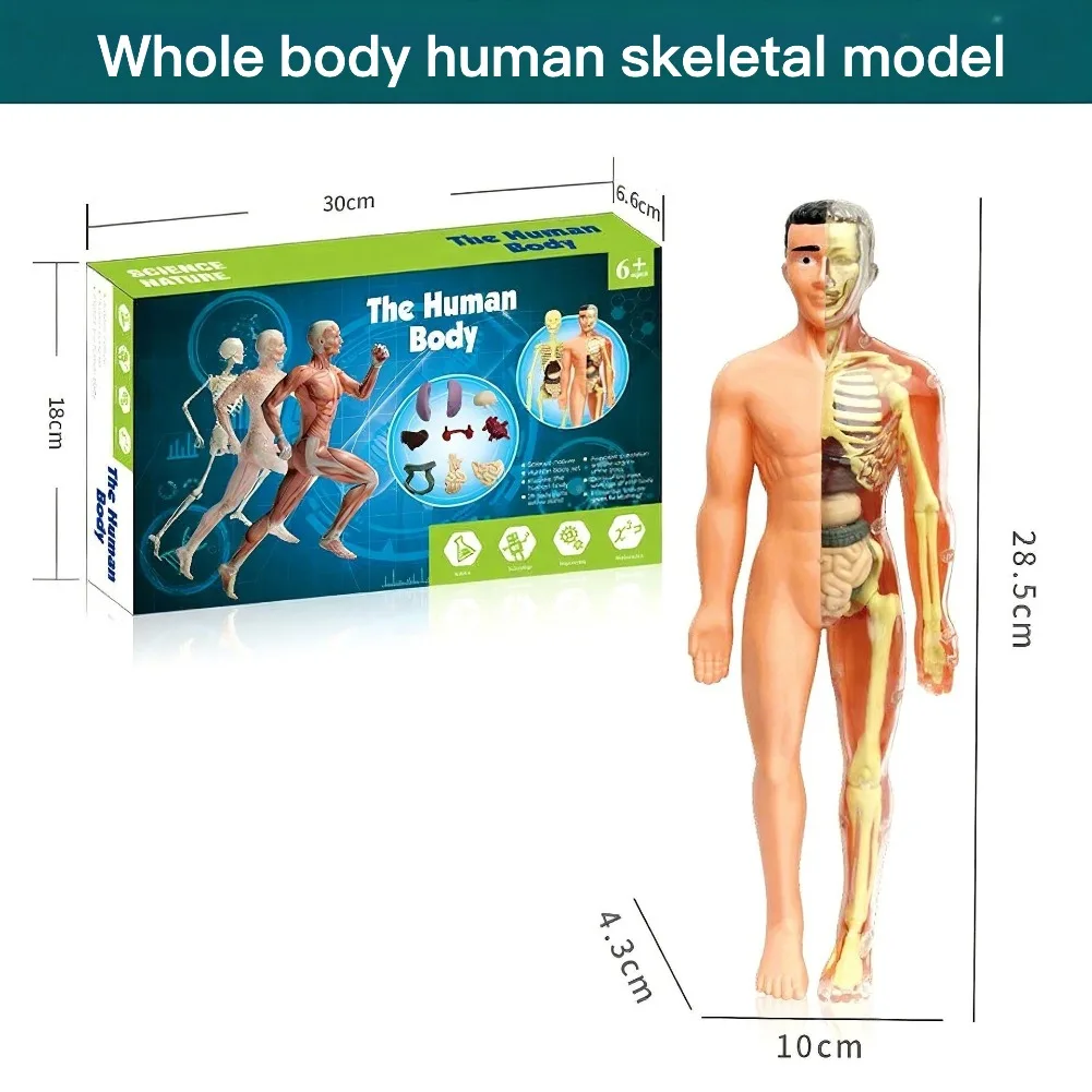 3D Simulation Human Anatomy Model Kit Detachable Skeleton Skeletal System Full Torso Dismountable Organs Medical Science Display