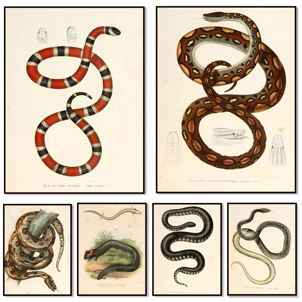 Impression de serpent de reptile, décoration murale art, lithographie de serpent vintage