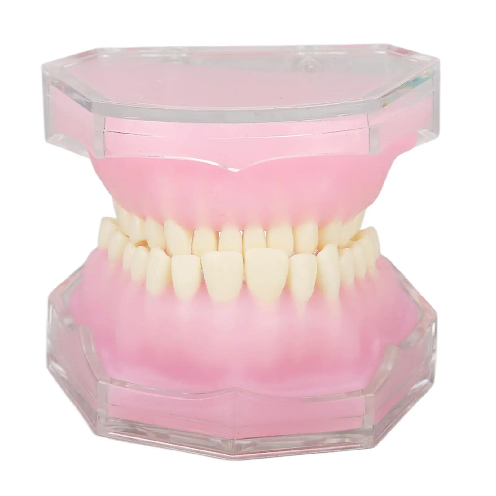 

Transparent Detachable Teeth Typodont Model Waterproof Resin for dental Teaching Tool for dentists Standard Implant