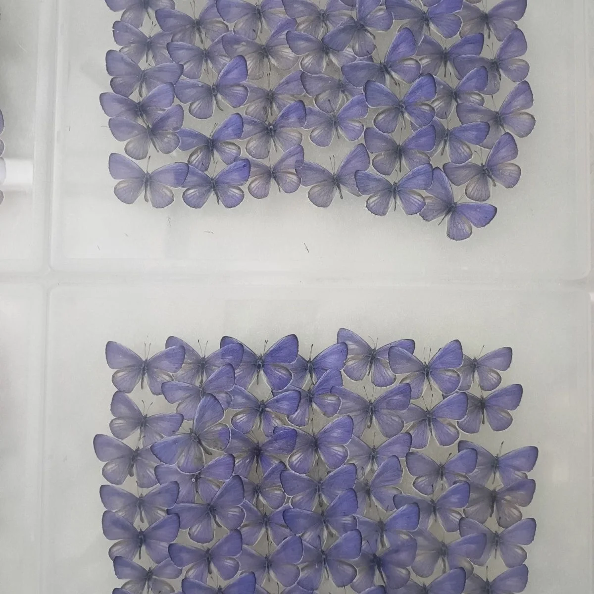 10-100 pcs natural Real Butterflies Specimen (Zizula hylax）