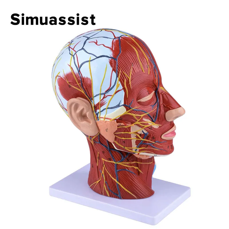 

Head Neck Superficial Nerve Vascular Muscle Model,Human,skull with muscle And Nerve blood vessel,School medical teaching supply