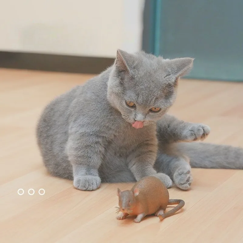 고양이 쥐 장난감 현실적인 부드러운 고무 애완 동물 고양이 놀리기 장난감, 쥐 물기 방지, 새끼 고양이 어금니 훈련, 재미있는 놀이 용품