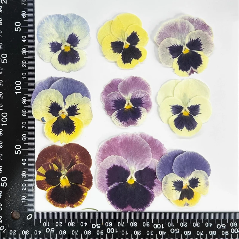 12 قطعة/4-6 سم، زهور فيولا المضغوطة الطبيعية |   زهرة مجففة DIY مجوهرات من مادة الراتنج بطاقة المعايدة إطار الصورة ديكور لوازم الحرف اليدوية