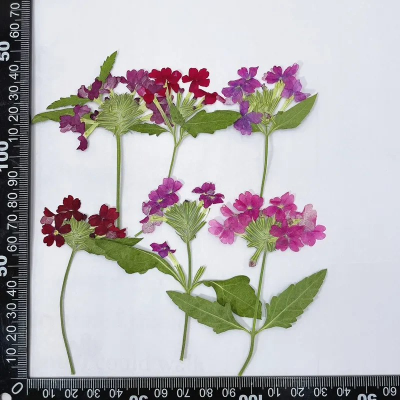 Variant: Color size  random