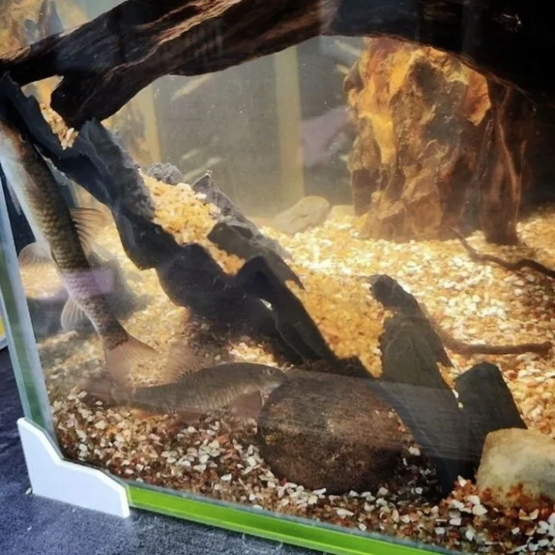 Aquarium-Dekoration, Aquarium- – Aquarium Fish Parrot Bewertung und Preis