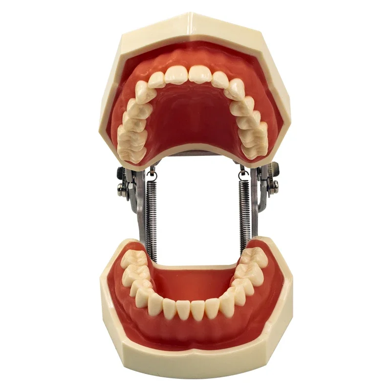 Dental Practice Model Teeth Model For Dental Technician Students Training Studying Dentist Typodont Model With Removable Tooth