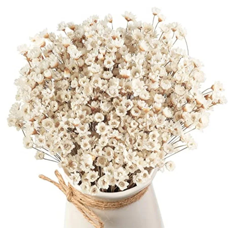 

500 Pcs Natural Dry Flowers Mini Chamomile Small Star Daisy Dried Flowers Decorative White Daisy Bouquet for Wedding Vase Arran