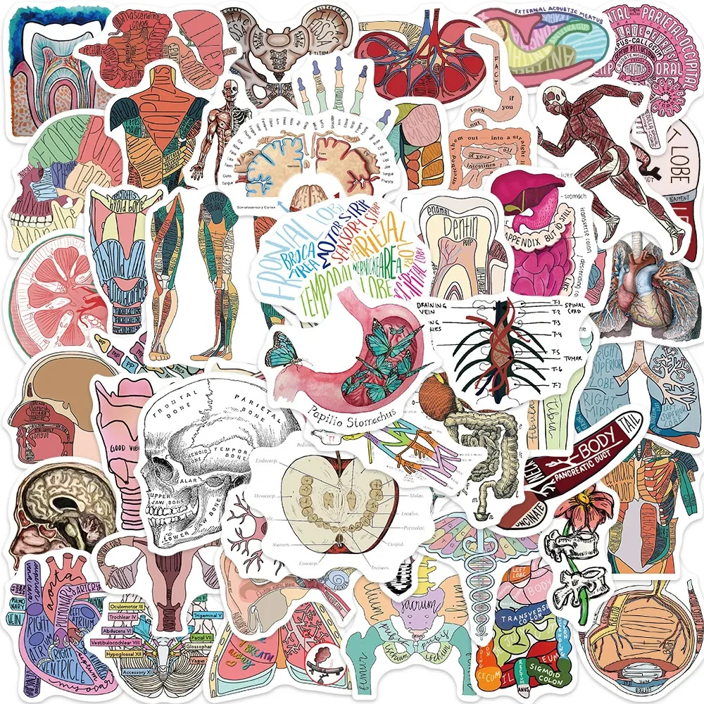 10/30/50pcs Anatomy and Physiology Stickers Cartoon The Body Skeleton Structure Decals Luggage Phone Guitar Decoration Sticker