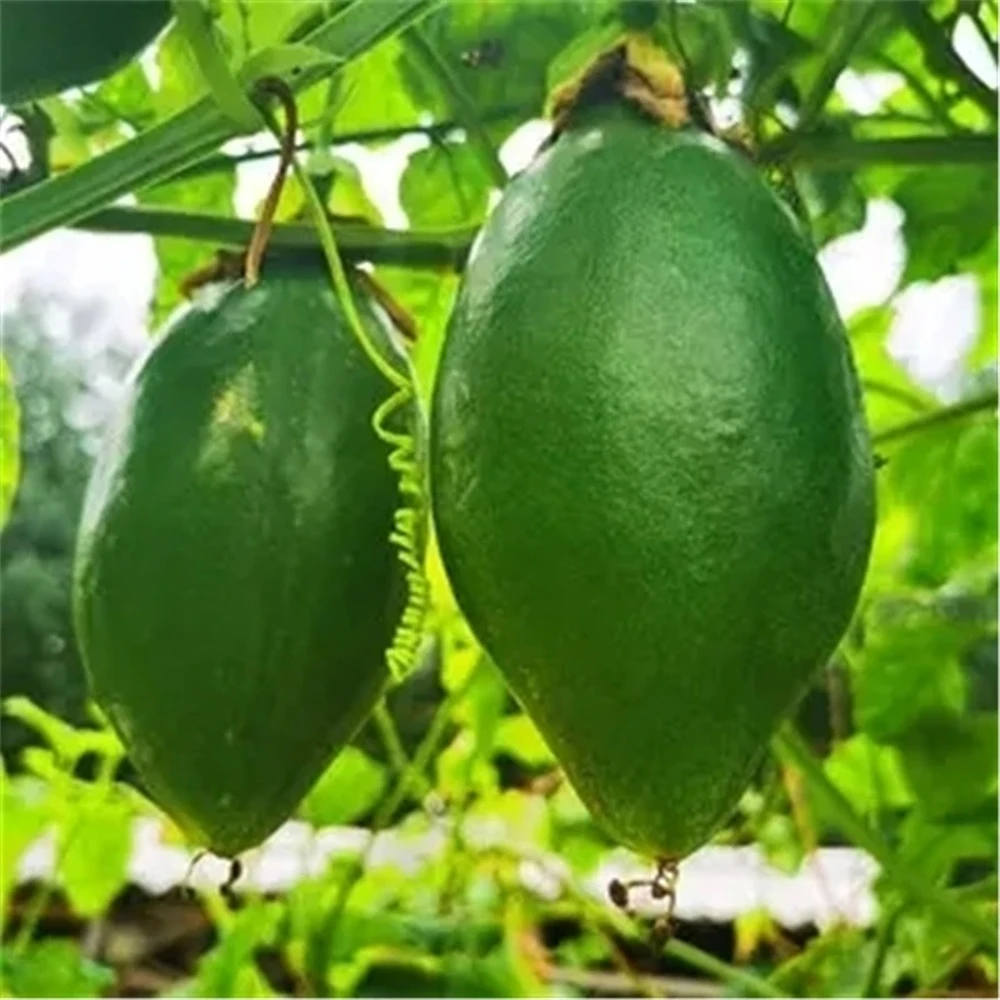 Aparador de frutas para Flores Papaya Muebles de plantas