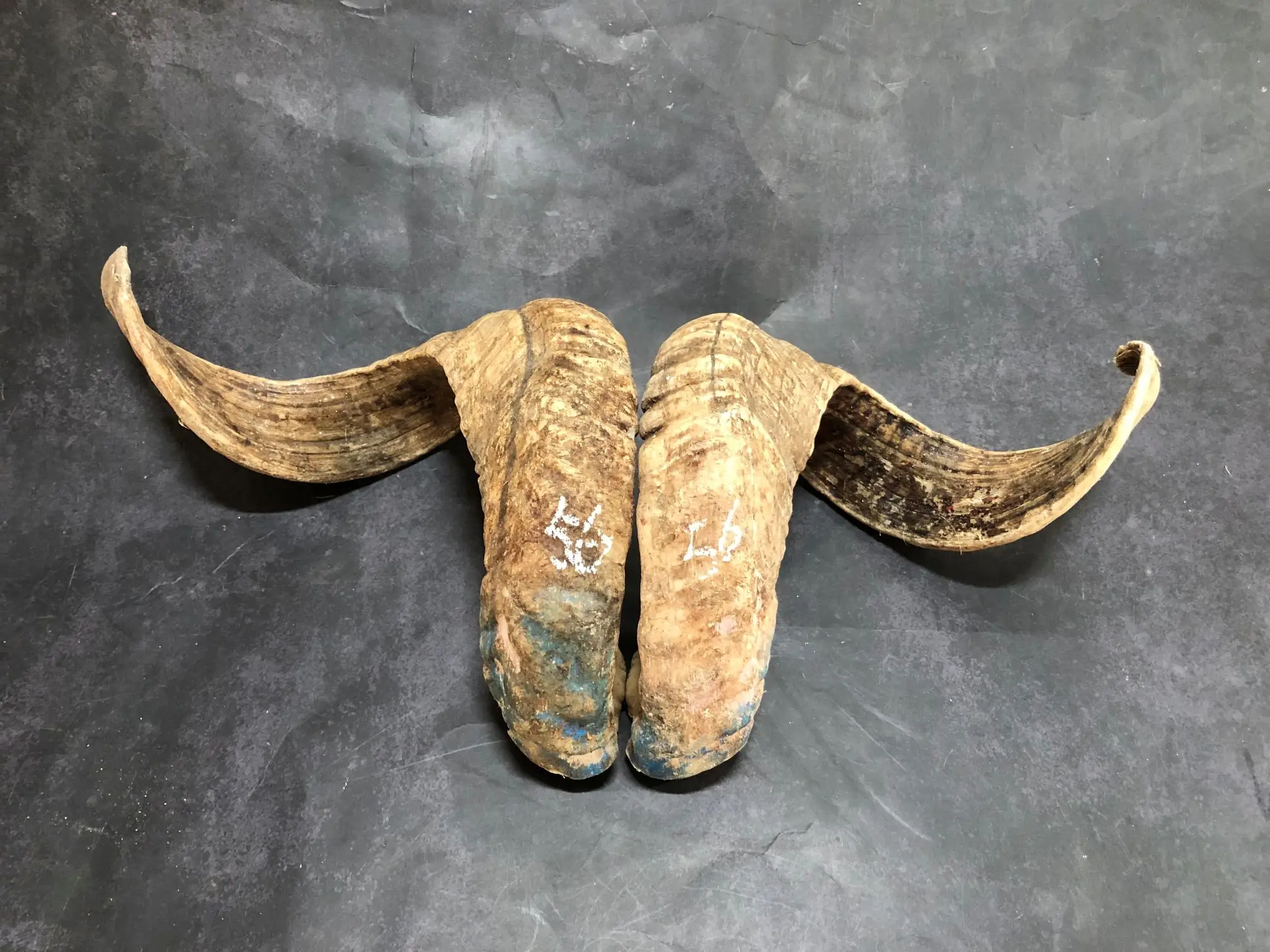 Sheep horn for more than ten years old, one-pair, corner, Cornu Capra, hircus raw materials, decorative ornaments,home decor - view 3