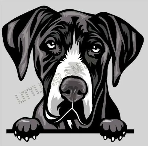 

For GREAT DANE Peeking Dog Breed Colour Window Wall Laptop Sticker w/proof