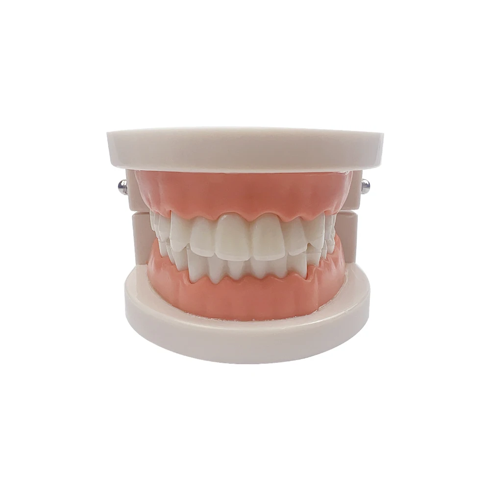 Dental Model Brushing Teeth Education Model Caries Tooth Care Dental Anatomy Education Teeth Periodontal Disease Model