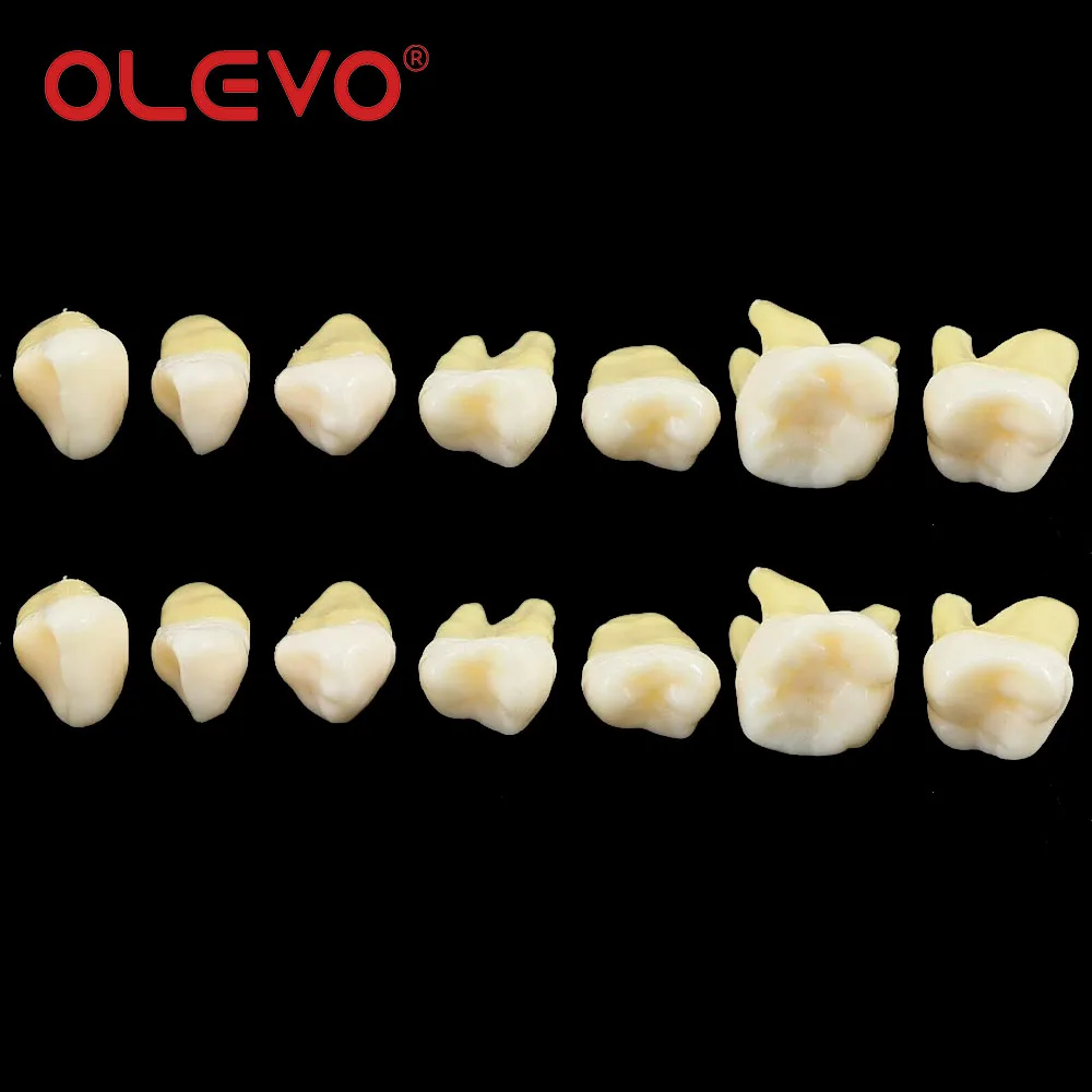 Olevo โมเดลฟันปลอม1:1ฟันแบบถาวรเพื่อสาธิตการเรียนการสอนแบบถอดได้ M7021 M7022ทันตแพทย์