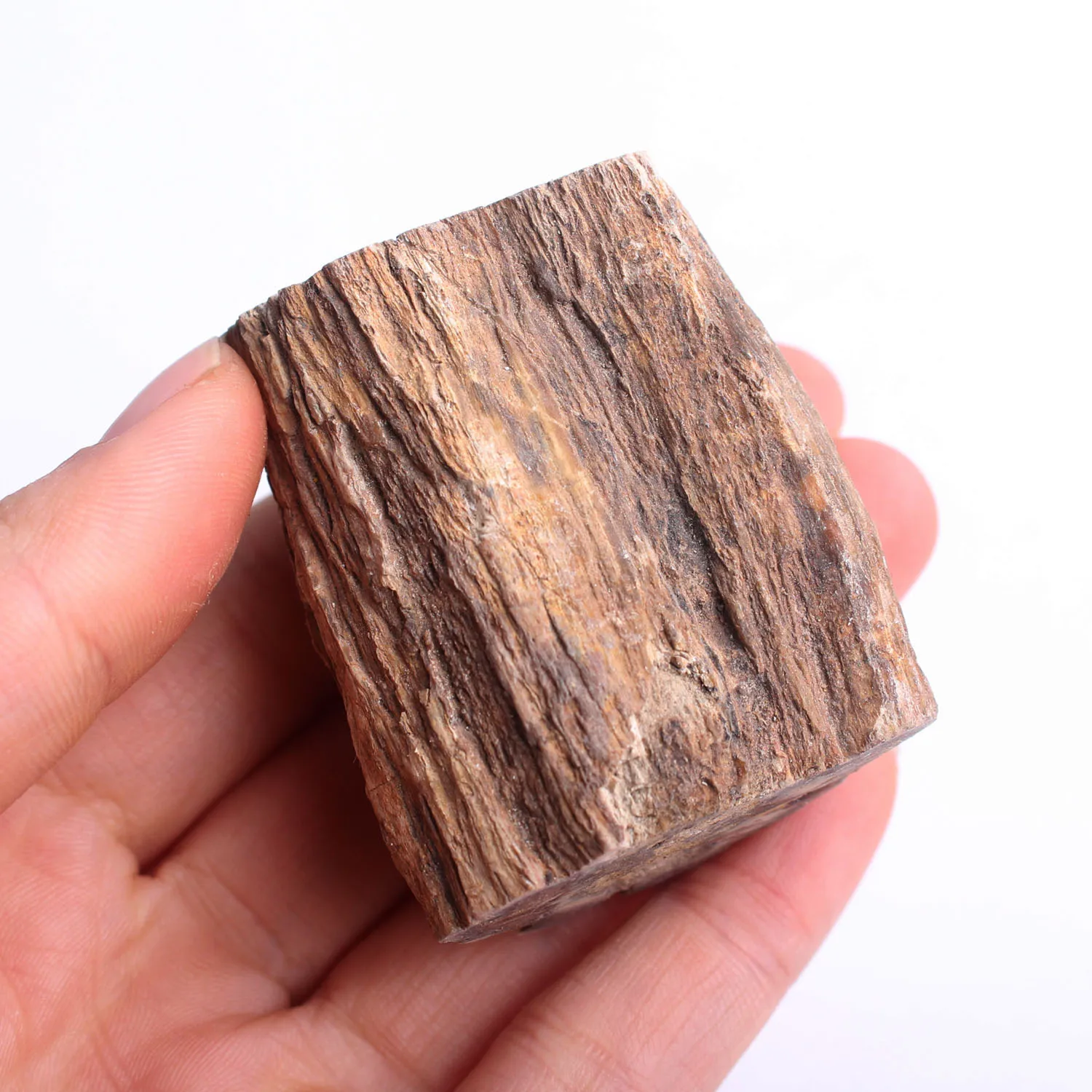 1000g Petrified Wood Branch Cross Section w Polished End - 35-75mm Info Card Mineral