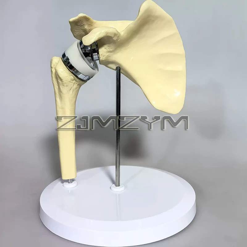 

Artificial Shoulder Joint Model Manual Orthopedic Model For Medical Teaching & Training