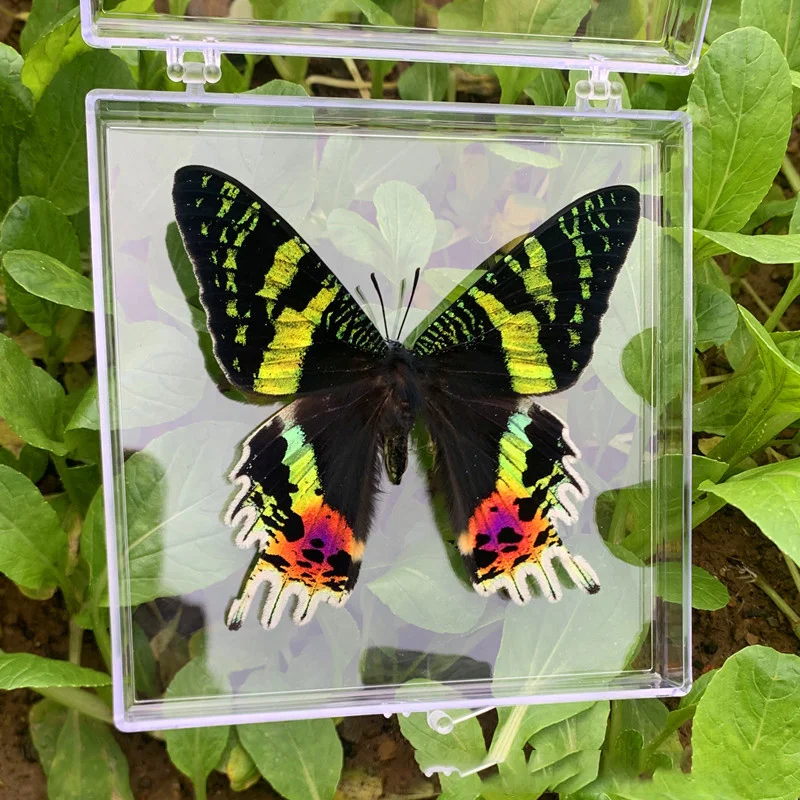 Natural Real Butterfly Specimens Rare And Exquisite Specimens For Home Decoration Display Collection In Teaching Special Gifts image 3
