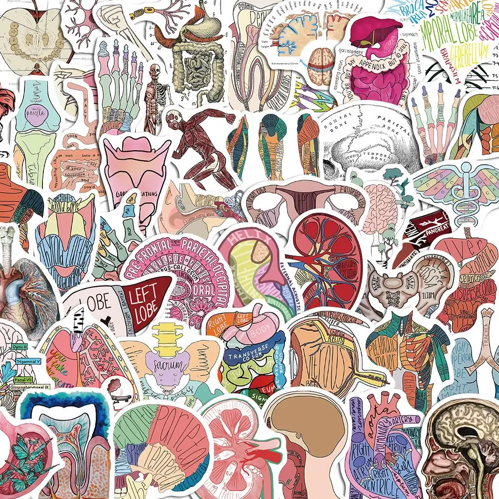 

10/50PCS Anatomy Education Stickers Pack DIY Skateboard Diary Motorcycle Suitcase Stationery Decals Decor Phone Laptop Toys