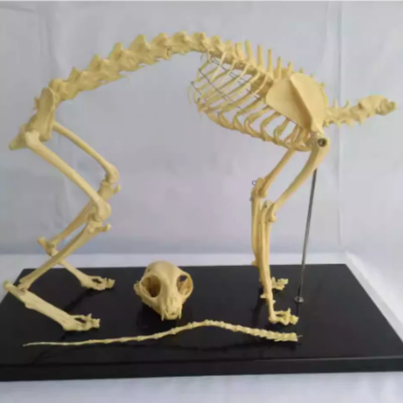 Cat skeleton Animal skeleton Animal skeleton Veterinary teaching AIDS Pet medical teaching instrument model