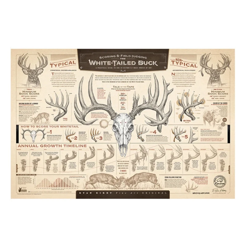 

1 Piece "The Growth And Maturity Of The White-Tailed Buck" Paper Print Kirby Decor Kirby Poster