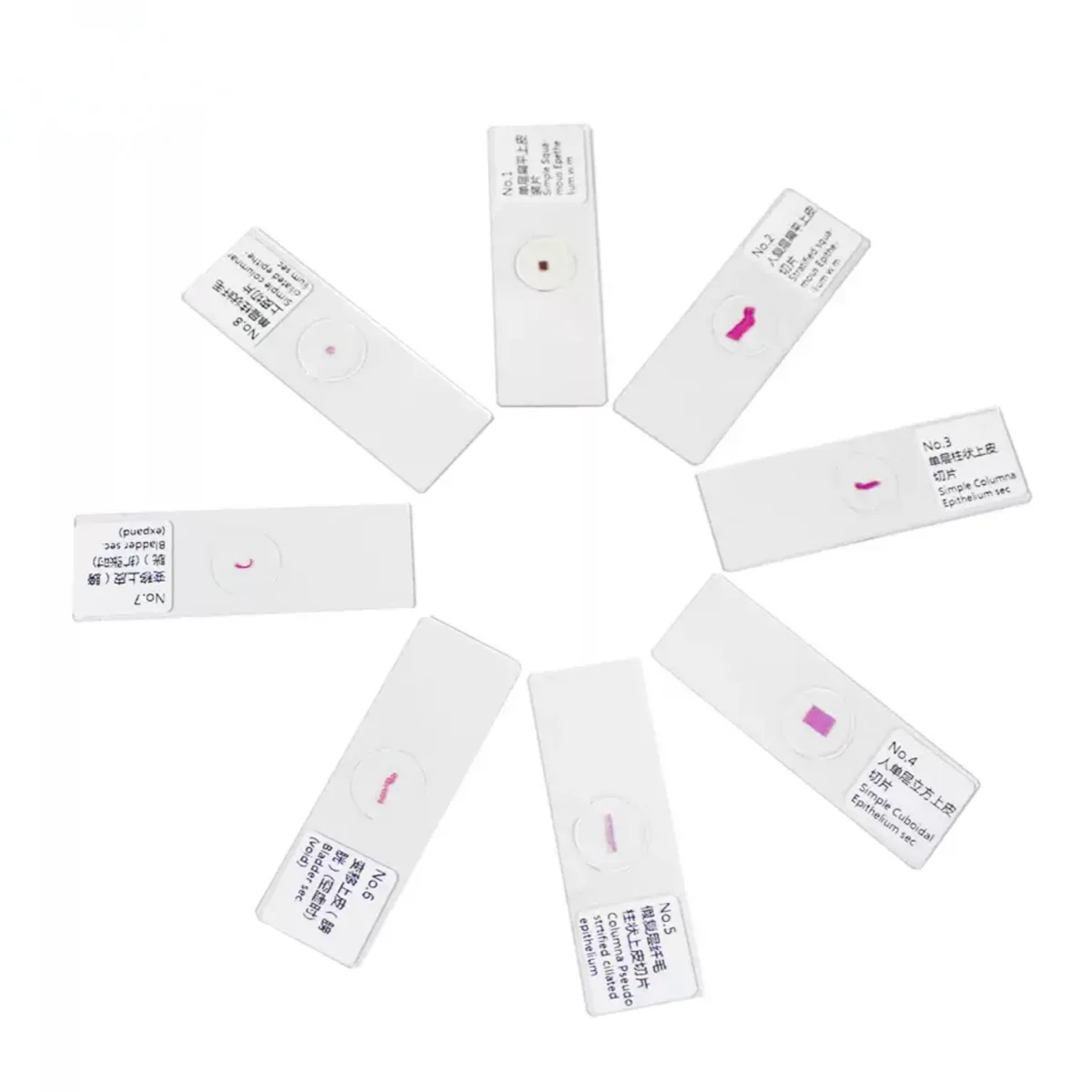 10PC Prepared Specimen Slices Microscope Normal Human Tissue Sample Section Biological Slicing Lab Anatomy Histology Education